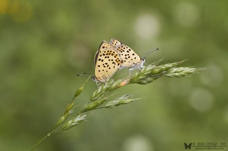 Lycaena tityrus (Sooty Copper)