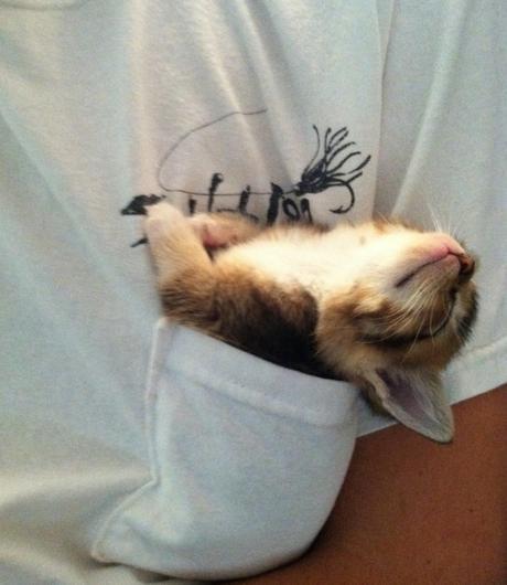 El mundo sería un mejor lugar si todos tuvieran un gato en sus bolsillos