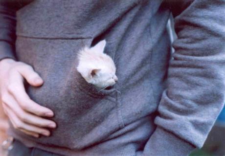 El mundo sería un mejor lugar si todos tuvieran un gato en sus bolsillos