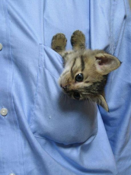 El mundo sería un mejor lugar si todos tuvieran un gato en sus bolsillos