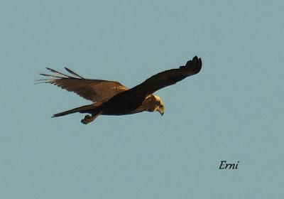 DÓNDE VER AVES EN LAS MARISMAS DE TXINGUDI