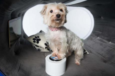 Samsung Dream Doghouse la caseta inteligente para tu perro