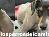"Fox terrier encontrada"