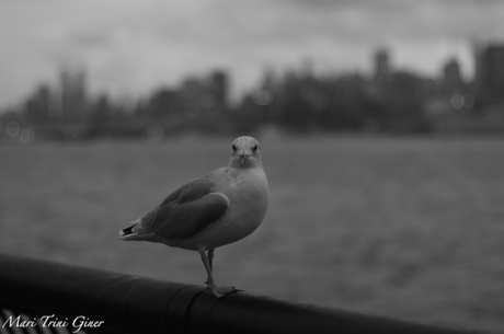 Nueva York 2014. Fotografía de Mari Trini Giner