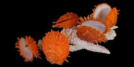spondylus mullu