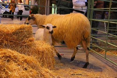 Portal Viviente 2015 en Almadén