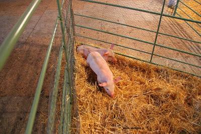 Portal Viviente 2015 en Almadén