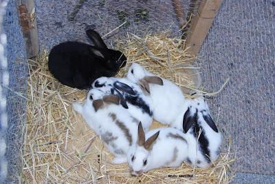 Portal Viviente 2015 en Almadén