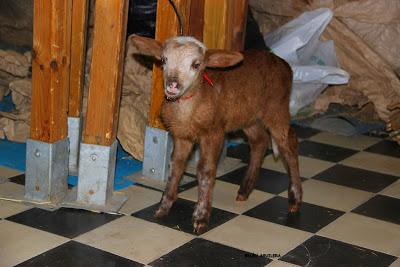 Portal Viviente 2015 en Almadén