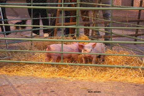 Portal Viviente 2015 en Almadén