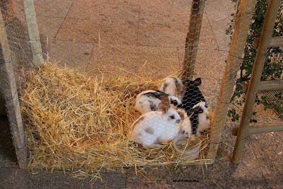 Portal Viviente 2015 en Almadén