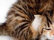 Pulgas gatos: ¿Cómo prevenirlas tratarlas?