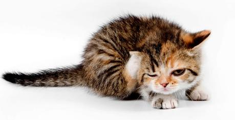 El rascarse mucho es uno de los síntomas de las pulgas en los gatos