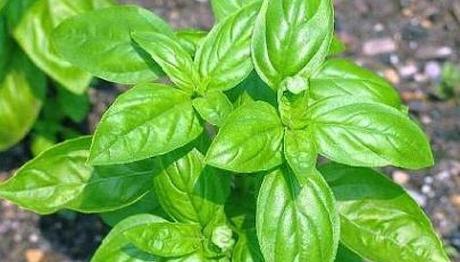 10 eficaces remedios caseros para la urticaria