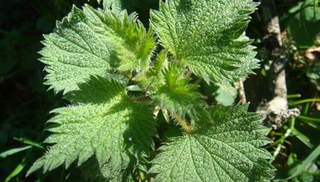 10 eficaces remedios caseros para la urticaria