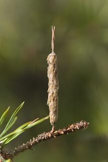 Para ampliar Thaumetopoea (Traumatocampa) pityocampa (Denis & Schiffermüller, 1775) Procesionaria del pino, hacer clic