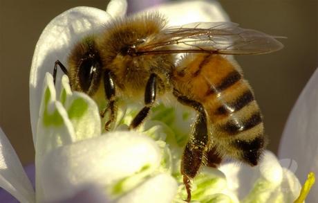 Desaparición de las abejas en EEUU - Disappearance of bees in USA.