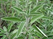 cultivo Salvia
