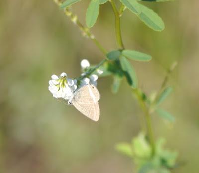 Mariposas tardías