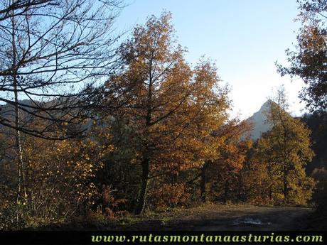 Arbol en camino a Llomena