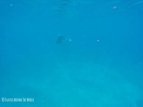 Manta en el Manta Point en Komodo