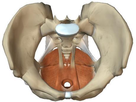 MECANOTERAPIA PARA EL SUELO PÉLVICO