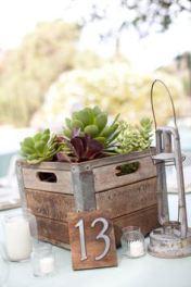 Suculentas, un toque diferente