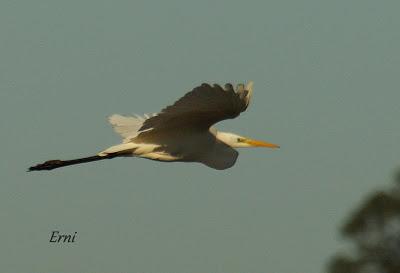 LA MECHA TENÍA QUE ARDER...