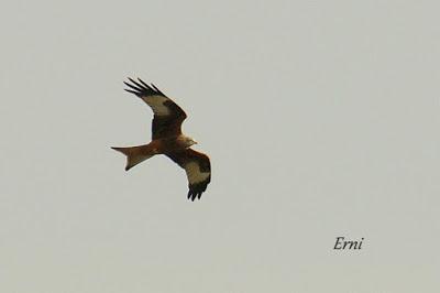 LA MECHA TENÍA QUE ARDER...