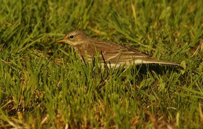 LA MECHA TENÍA QUE ARDER...