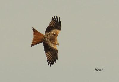 LA MECHA TENÍA QUE ARDER...