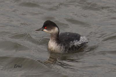 LA MECHA TENÍA QUE ARDER...