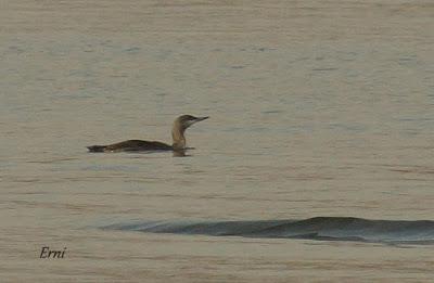 LA MECHA TENÍA QUE ARDER...