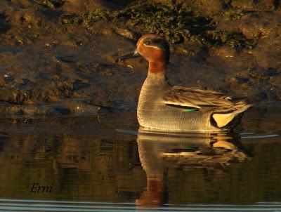 LA MECHA TENÍA QUE ARDER...