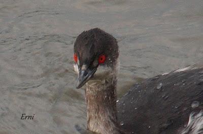 LA MECHA TENÍA QUE ARDER...