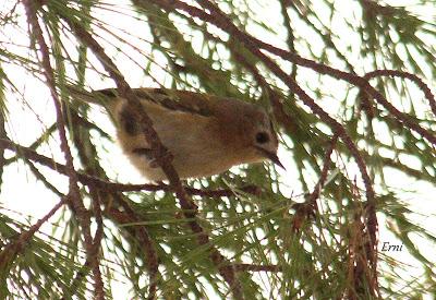 LA MECHA TENÍA QUE ARDER...