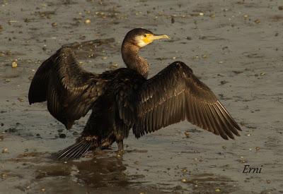 LA MECHA TENÍA QUE ARDER...