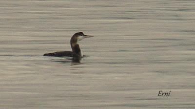 LA MECHA TENÍA QUE ARDER...