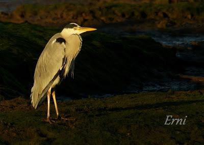 LA MECHA TENÍA QUE ARDER...