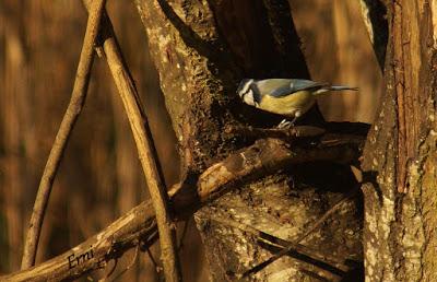 LA MECHA TENÍA QUE ARDER...