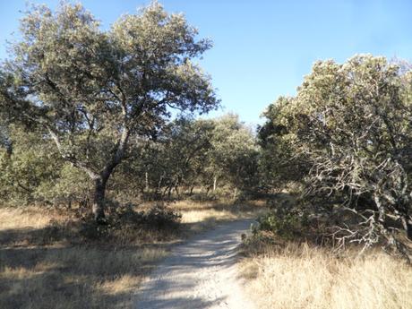 EL MONTE DEL PARDO (PARA NIÑOS)