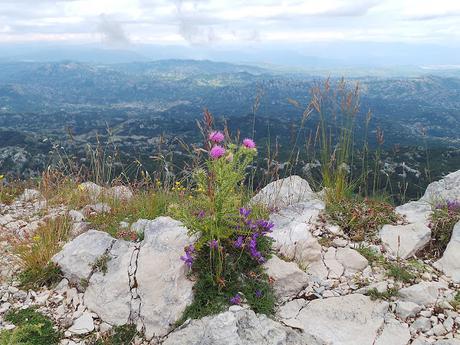 Ruta de un día desde Kotor visitando Budva, Sveti Stefan, Cetinje y PN Lovcen