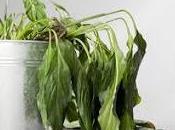 Plantas débiles truco jardinería