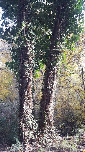 Mindfulness: Qué es. Pequeños consejos cotidianos (Psicología y bienestar)