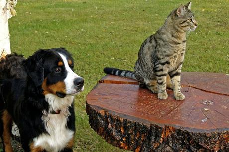 Perro y gato
