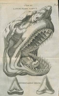 1. Fósiles: ¿lenguas de piedra o dientes de tiburón?