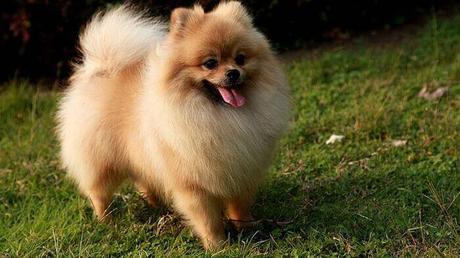 raza de perros Pomerania