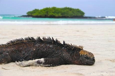 Galapagos