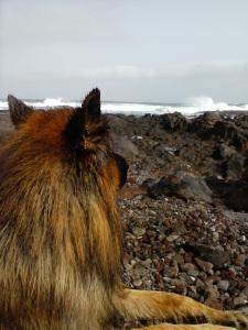 Truman, un pastor alemán, observa el mar. 