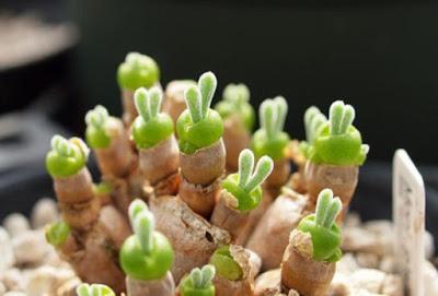 lithops planta piedra